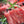 Load image into Gallery viewer, USDA Prime Filet Mignon Package USDA Prime Dry Aged Beef Anderson Reserve 4pc of 6oz USDA Prime Filet Mignons